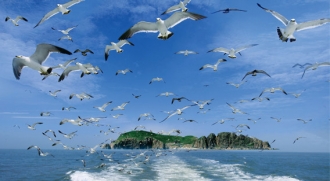 蓬萊閣 萬鳥之鄉海驢島深度體驗3日